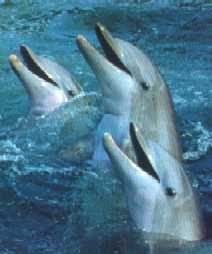le dauphin 